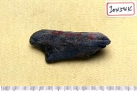 藏品(鹿角)的圖片